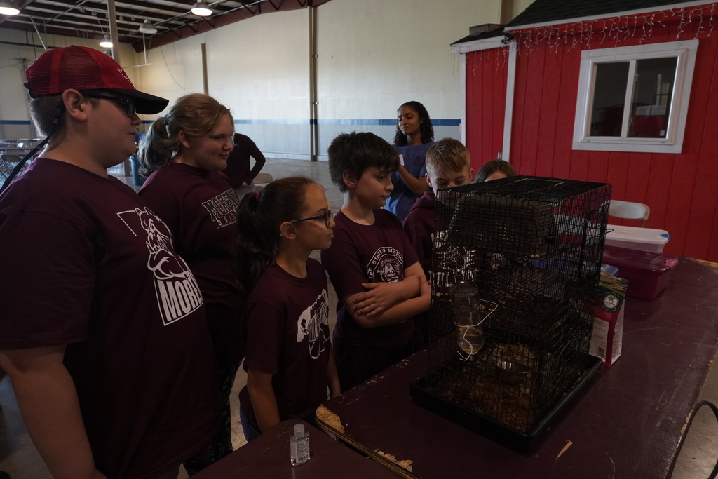 Students looking at animals in a cage